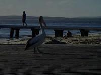 Just another Light Wind session - Sydney 2008