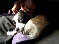 Sassafras + ear rubbing + morning sun = DOGBLISS