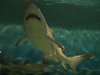 Jenkinson's Aquarium