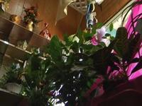 Rose Florist Vacaville