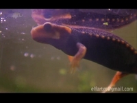 Tylototriton Verrucosus (Himalayan Crocodile Salamander)