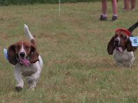 Basset Hound Races