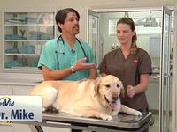 How To Check Your Pet For Fleas - VetVid Episode 022