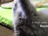 tesing my canon ixus 100 (red)- desy video