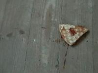 The thrilling life of a frozen Pizza