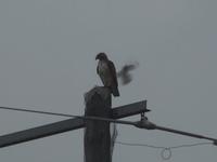 Bird on Bird hate