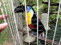 Wherein I almost get my finger bitten off by a toucan