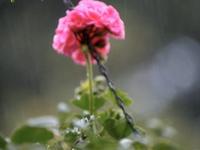 Pentax K-7 Lenses Test in Garden Rain