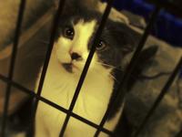 Pet Store