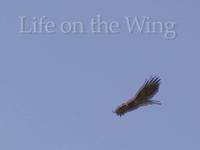 Life on the Wing