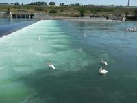 Pelicans at the Calgary Bow River Weir