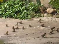 Pajaritos comiendo