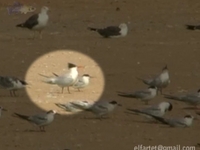 Orange Billed Tern