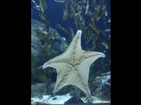 Oceanográfico Valencia 2009