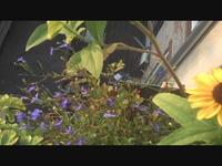 Brooklyn Fire Escape Garden