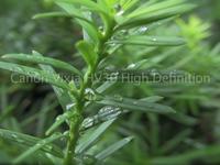 HV30 Test - stock DOF