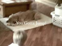 Tuck Dance-a-lot