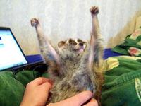 And now... at last - Sonya!!!!(slow loris)