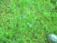 A walk on the wild side prt II