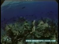 Ocean men