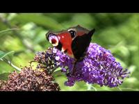 Peacock Butterflies