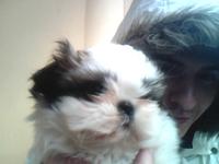 My litlle dog LILI´n