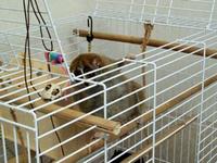 Sonya(slow loris)