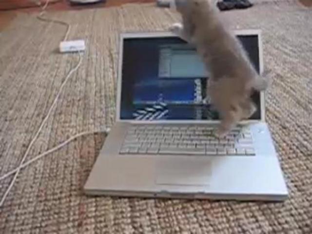 kitten vs. frontrow