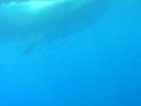 whale sharks 3