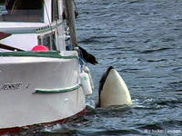Orca & Dog