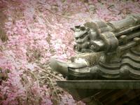 Soothing Glimpses of Tokyo