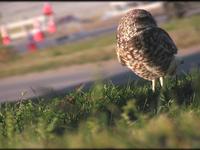 Birds of Prey