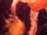I Had a Dream I was a Jellyfish Floating Through Space :P