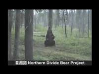 Bears dancing in the woods