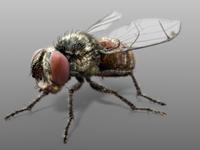 "Fly" - Blender Modeling Timelapse