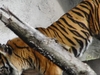 Woodland Park Zoo