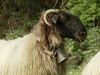 Ipuina Kontatu: The Basque Way (subtitulada Español)