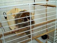 More Sonya(slow loris)