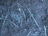 bugs in my back yard