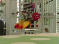 BirdSex