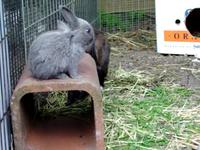 baby bunnies