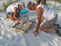 Anna Maria Island Turtle Watch Volunteers in Action