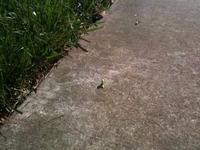 inchworm on campus!!!