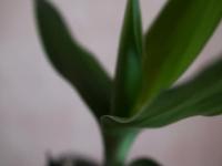 The bamboo