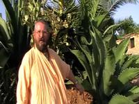 The cactus of sectarianism