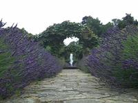 A Girl Gathering Lavender in Peckham