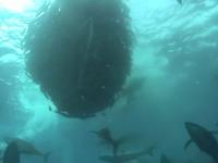 Bait Ball Galapagos