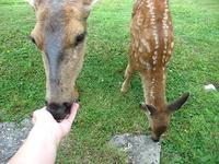 Feeding the Deer.2