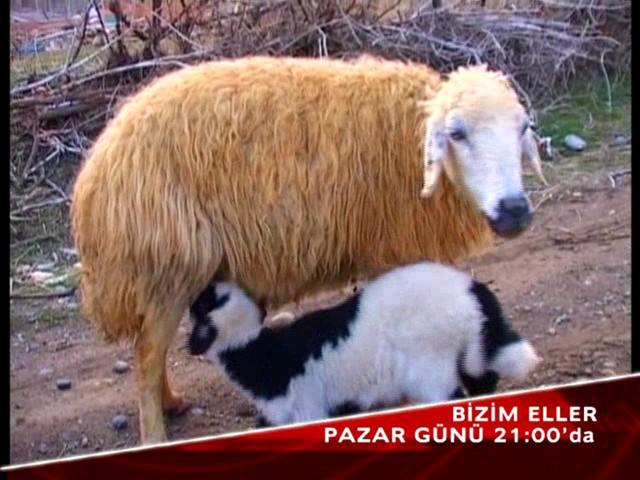 Erzincan Cayirli bizimeller