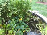 dragonflies at play